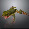 Green Tree Frog With Yellow Spots Open Mouth On Dark Background