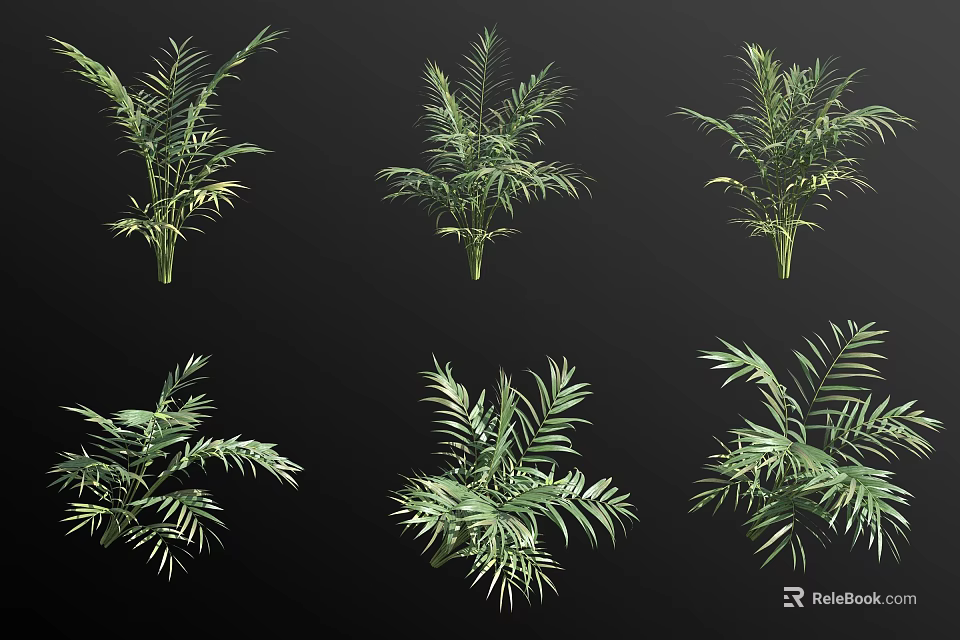 Various Palm Trees With Distinct Foliage Shapes For Landscaping Design 3d model 