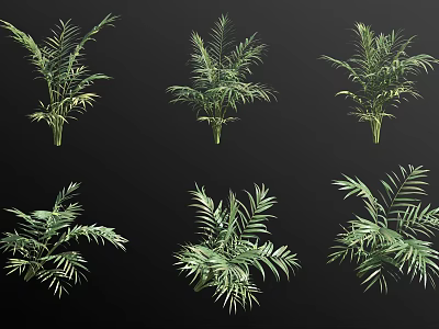 Various Palm Trees With Distinct Foliage Shapes For Landscaping Design 3d model