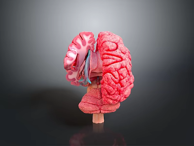 Medical Device 3D Anatomical Human Brain Model for Medical Education and Research 3d model