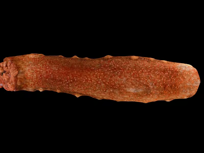 Brown Spotted Elongated Sea Cucumber Marine Aquatic Animal Natural Closeup View 3d model