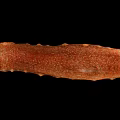 Brown Spotted Elongated Sea Cucumber Marine Aquatic Animal Natural Closeup View