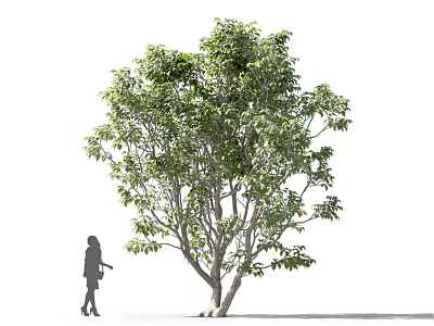 Tall Tree with Green Leaves and Brown Trunk Beside Person Silhouette on White Background 3d model