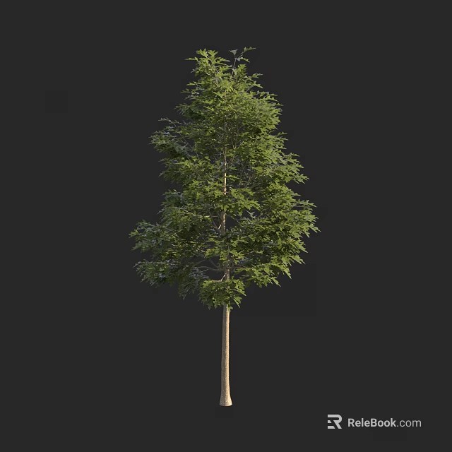 Healthy Arbor Tree With Lush Green Foliage And Strong Straight Trunk 3d model 