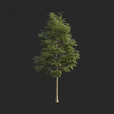 Healthy Arbor Tree With Lush Green Foliage And Strong Straight Trunk 3d model