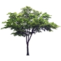 Tree 3d model