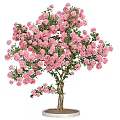 Lush Pink Flowering Arbor With Abundant Blooms And Green Foliage
