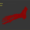 Detailed 3D Anatomical Foot Skeleton Model For Medical Device Visualization Applications