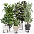 Various Types Of Lush Potted Plants With Decorative Colored Pots And Different Leaf Shapes