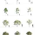 Various Tree Forms Featuring Leafy Canopies With Human Figures In Outdoor View 3d model