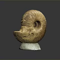 Chi chrysanthemum stone ancient fossil stone chrysanthemum fossil items 3d model