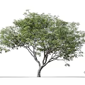 Tall Tree With Lush Green Foliage Standing In Open Area Near Walking Person