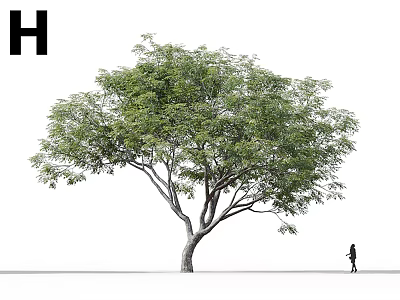 Tall Tree With Lush Green Foliage Standing In Open Area Near Walking Person 3d model