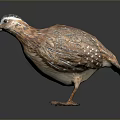 Realistic Quail Featuring Brown And Beige Patterned Feathers Dark Head Markings Standing On Dark Background