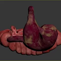 Detailed 3D Model of Abdominal Organs Including Esophagus Stomach and Intestines