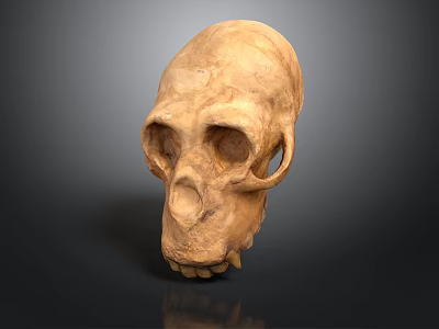 Detailed Ape Skull Sculpture with Realistic Facial Features and Natural Texture 3d model