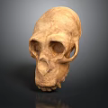 Detailed Ape Skull Sculpture with Realistic Facial Features and Natural Texture
