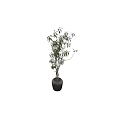 Bonsai Potted Plant With Green Leaves And Slender Branches In Gray Pot