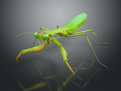 Vibrant Green Praying Mantis Flying Insect with Large Front Legs and Reflective Body Surface 3d model