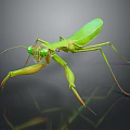 Vibrant Green Praying Mantis Flying Insect with Large Front Legs and Reflective Body Surface