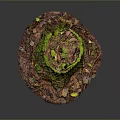 Arbor Stump Covered With Green Moss And Surrounded By Fallen Leaves Twigs On Dark Background