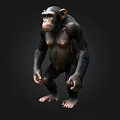 Realistic Chimpanzee 3D Model in Standing Pose with Detailed Features 3d model