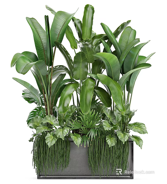 Lush Potted Bonsai Plants With Various Green Leaves And Large Tropical Foliage Combination 3d model 