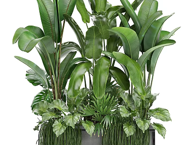 Lush Potted Bonsai Plants With Various Green Leaves And Large Tropical Foliage Combination 3d model