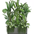 Lush Potted Bonsai Plants With Various Green Leaves And Large Tropical Foliage Combination