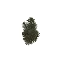 Vibrant Green Shrub With Lush Dense Foliage For Outdoor Garden Landscaping Design