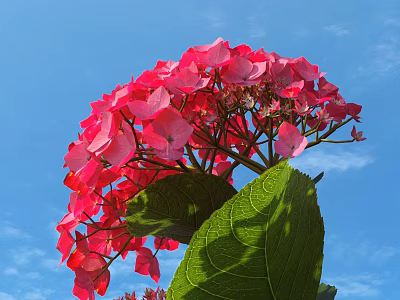 Beautiful Vibrant Pink Hydrangea Flowers With Green Leaves Against Blue Sky 3d model