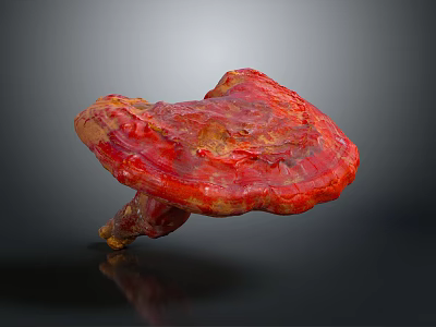 Fresh Red Vegetable Ganoderma Mushroom with Unique Shape and Glossy Surface 3d model