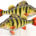 Two Striped Aquatic Fish with Yellow Black Patterns Orange Fins and Tails
