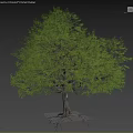 Garden Ornament Featuring Tall Tree With Lush Green Foliage And Silhouette Figure On Soil Ground