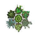 Variety of Green Succulent Plants in White Hexagonal Planters with Wooden Base