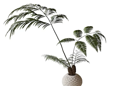 Potted Bonsai Fern with Lush Feathery Fronds and Slender Stems in White Geometric Pot 3d model