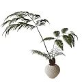Potted Bonsai Fern with Lush Feathery Fronds and Slender Stems in White Geometric Pot