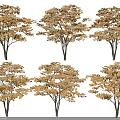 Golden Yellow Leaf Arbor Trees Neatly Arranged With Upright Trunks In Autumn
