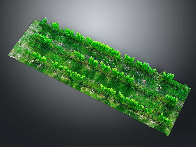 Rectangular Green Vegetation Plantation With Orderly Rows Of Lush Foliage 3d model