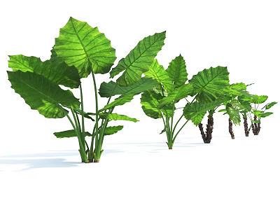 Lush Green Shrubs With Large Tropical Leaves For Outdoor Garden Landscaping 3d model