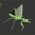 Pink Mantis With Transparent Wings And Slender Legs On Dark Background
