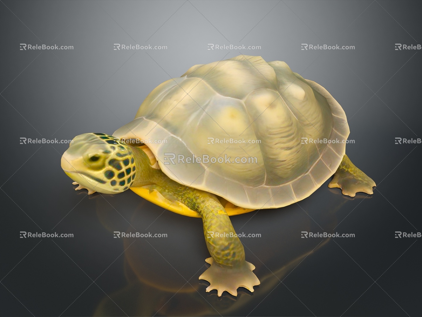 Turtle Turtle Cartoon Turtle Snapping Turtle Chickbill Turtle Reptile Cold Blooded Animal Reptile Reptile Class 3d model