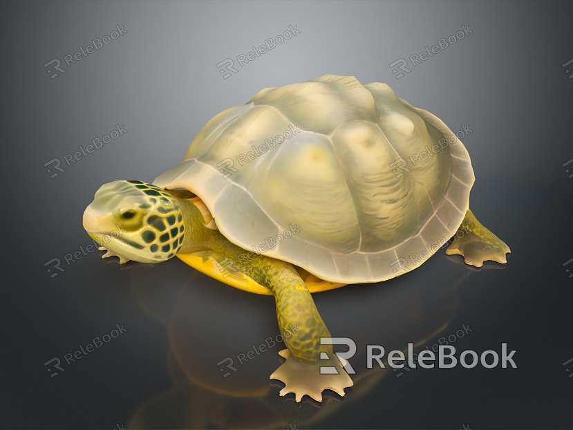 Turtle Turtle Cartoon Turtle Snapping Turtle Chickbill Turtle Reptile Cold Blooded Animal Reptile Reptile Class model