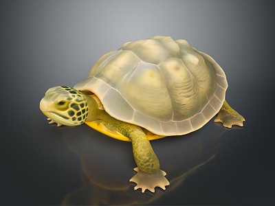 Turtle Cartoon Turtle Snapping Turtle Chickbill Turtle Reptile Cold Blooded Animal Reptile Class model