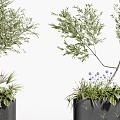 Green Leafy Bonsai Potted Plants with Small Purple Blue Flowers in Black Square Planters