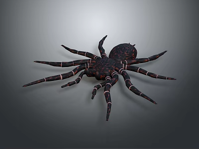 Black Spider With Long Striped Legs And Detailed Appearance On Gray Background 3d model