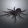 Black Spider With Long Striped Legs And Detailed Appearance On Gray Background