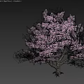 Purple Flowering Fruit Tree Bearing Fresh Edible Berries And Juicy Produce