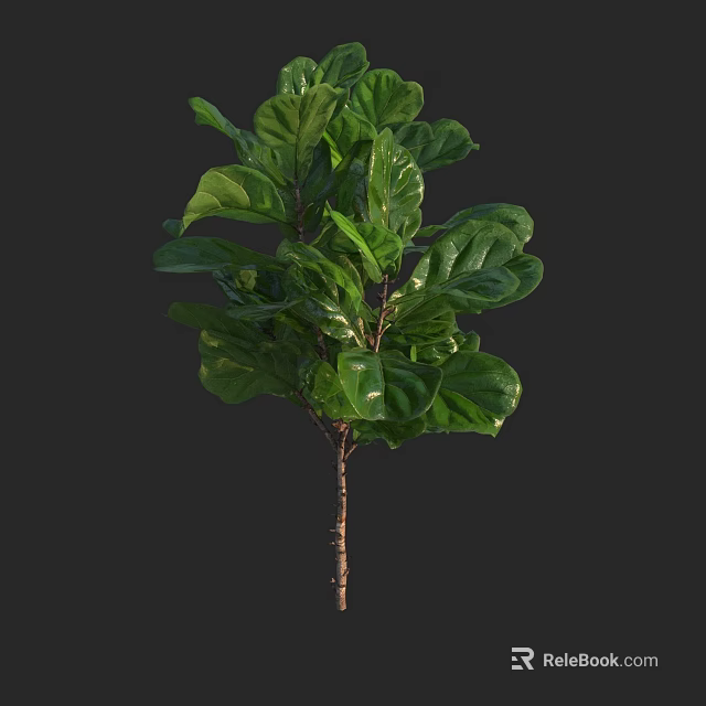 Green Leafy Plant With Large Fresh Natural Foliage For Indoor Decor 3d model 