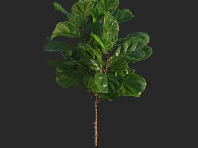 Green Leafy Plant With Large Fresh Natural Foliage For Indoor Decor 3d model